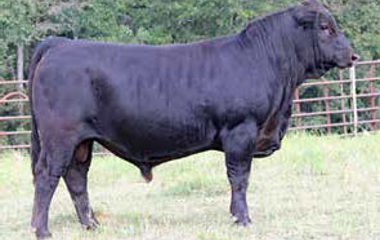 Lot 40 - 128X VASQUEZ 614D ET